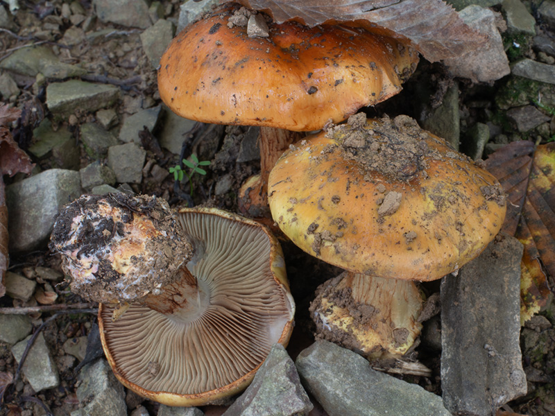 Cortinarius bergeronii